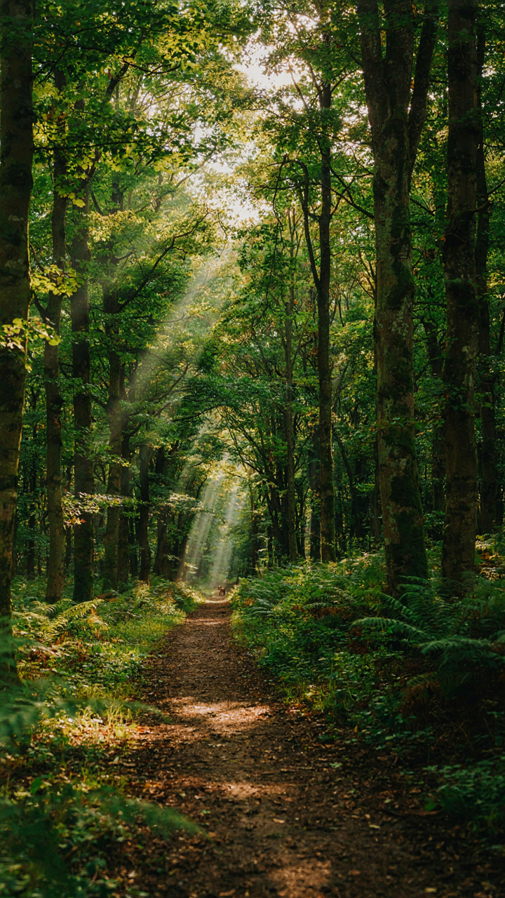 A narrow path winding through a dense, sunlit forest.