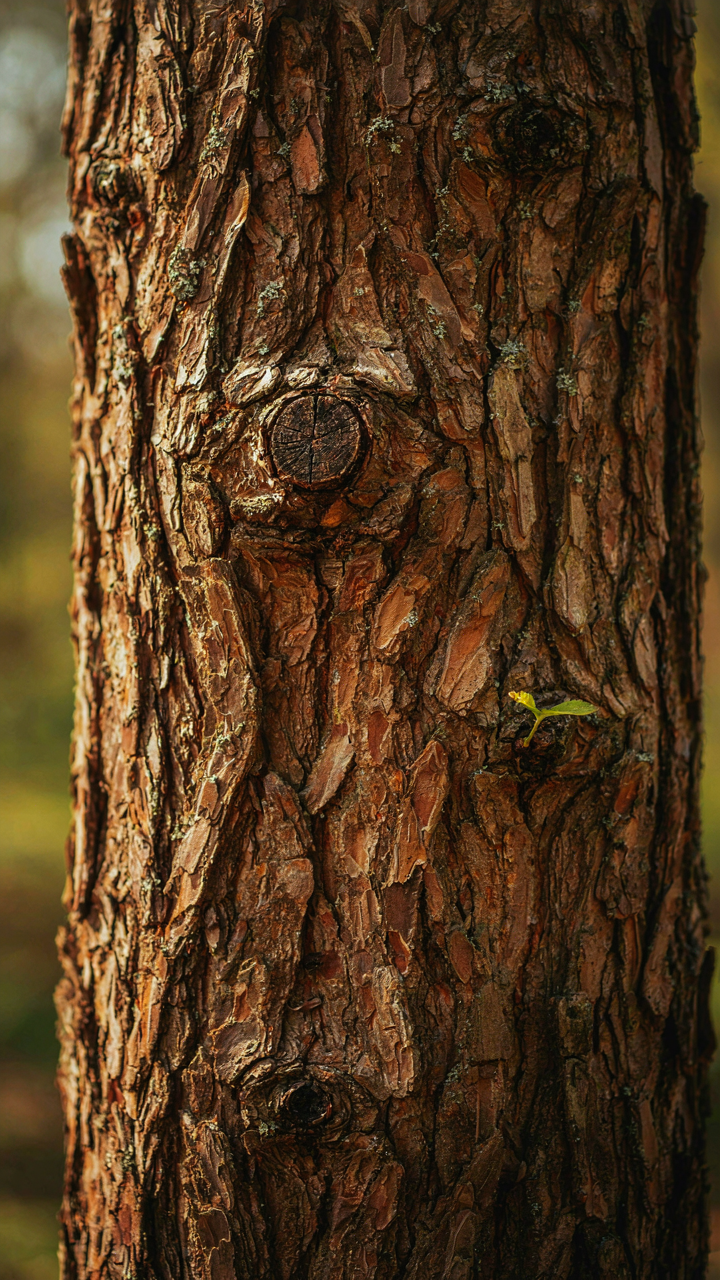 Close-up of tree bark with clear knots and growth rings.