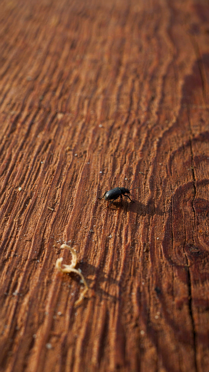 Close up of cedar wood grain with an insect.