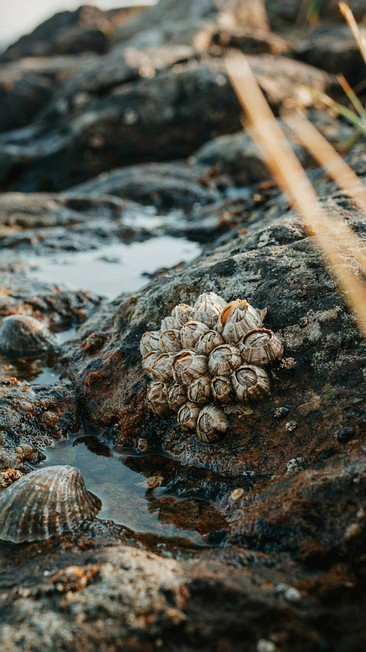 A tide pool creature, like a barnacle, firmly grips a rock on a coast.