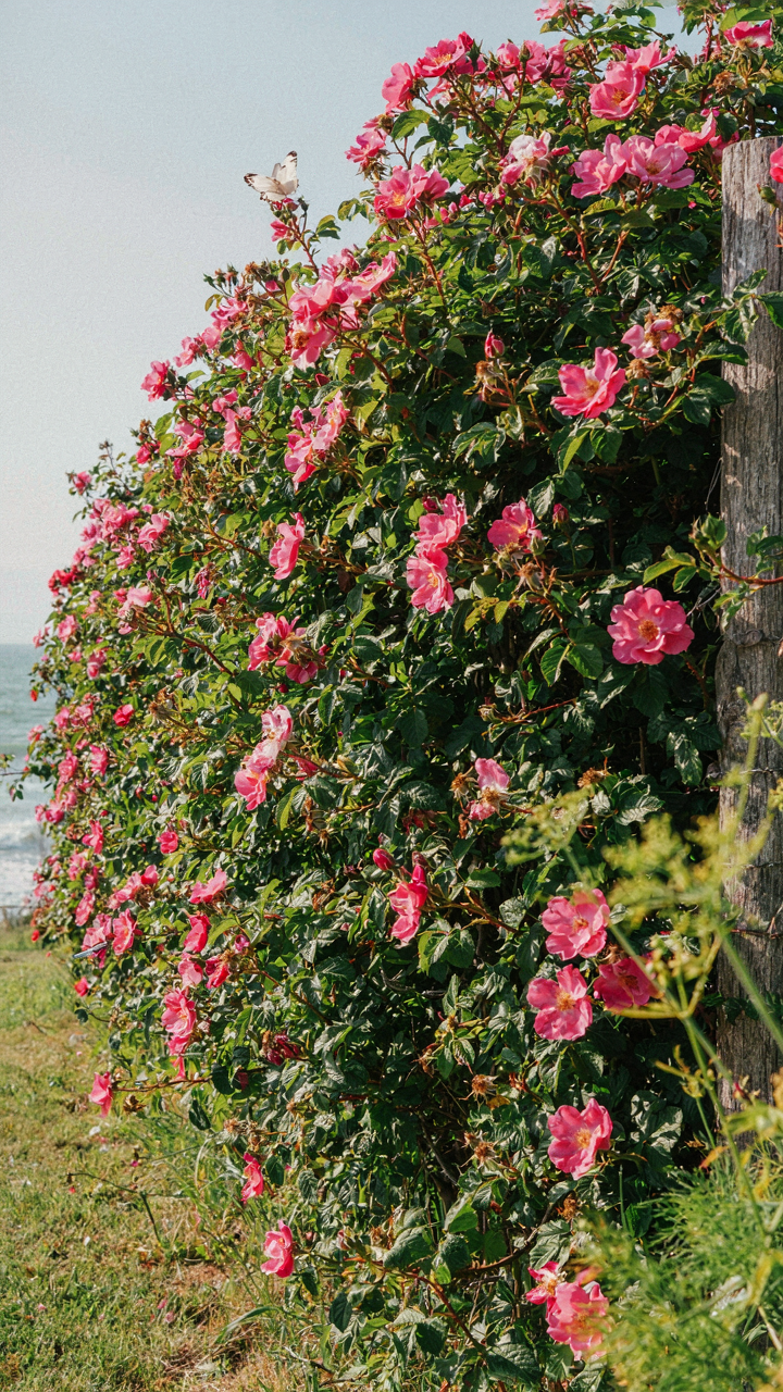 A dense hedge of Rugosa roses provides privacy on a coastal property.