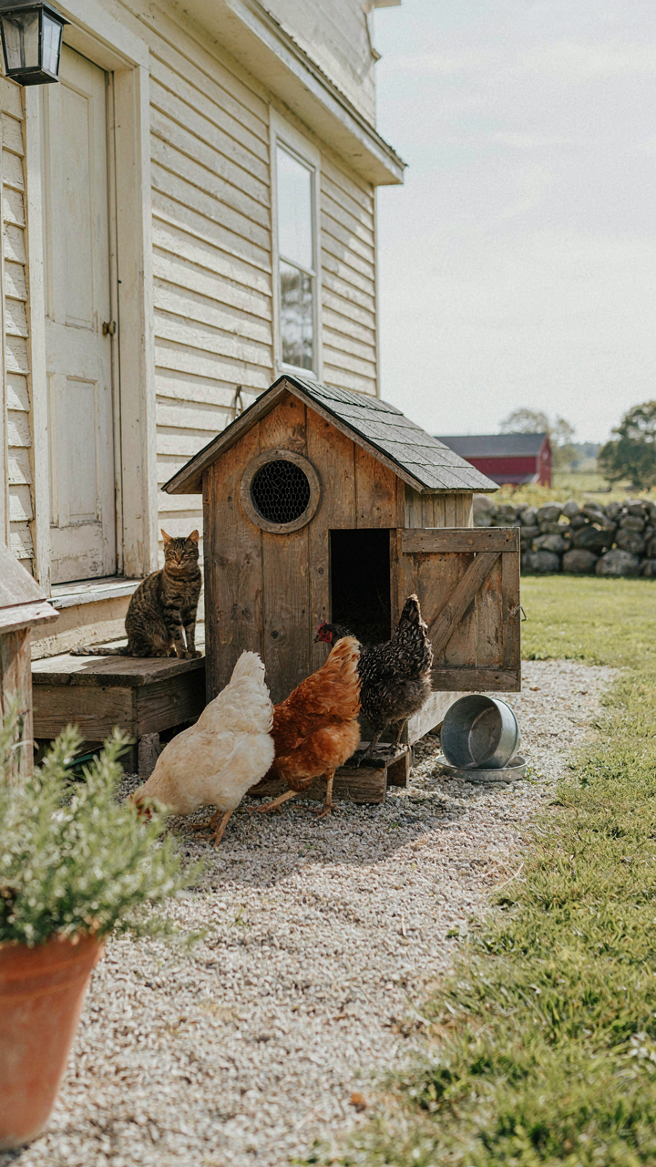 A chicken coop sits a short path from a farmhouse kitchen door.