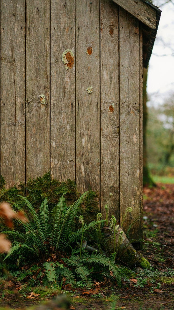 A weathered rustic garden shed wall is covered in moss, with ferns at its base.