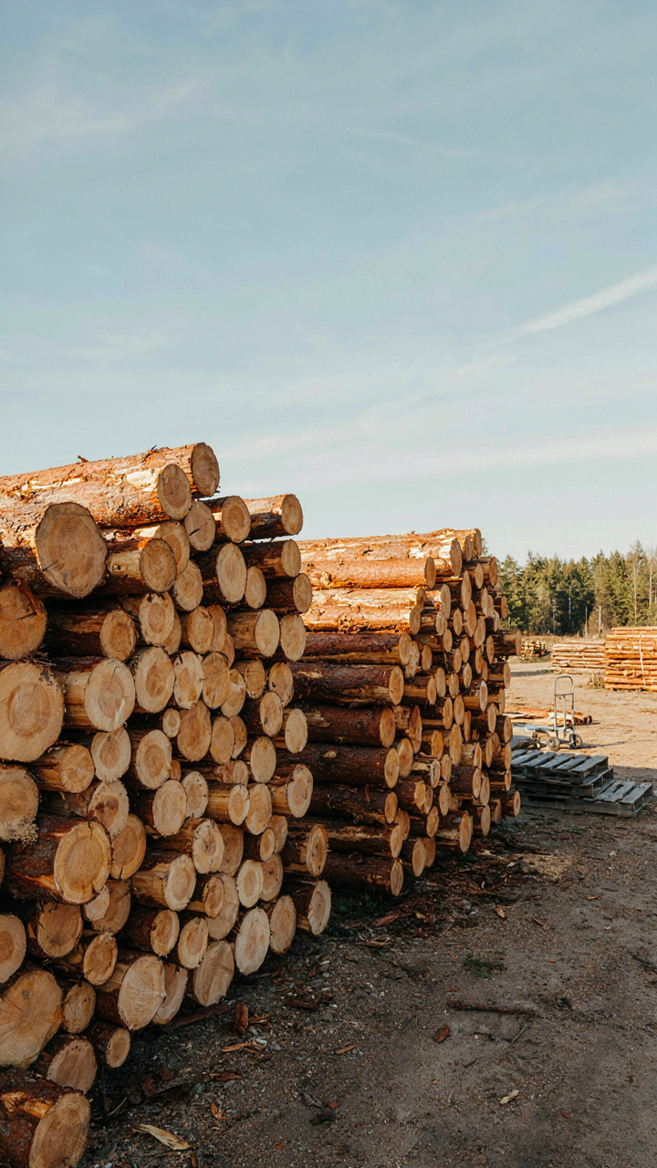 Stacks of cut spruce and pine logs in an outdoor lumber yard.