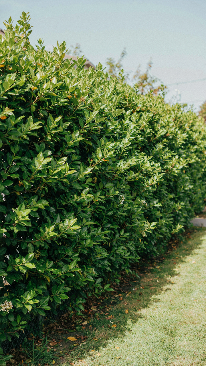 A dense hedge provides privacy screening for a residential backyard.