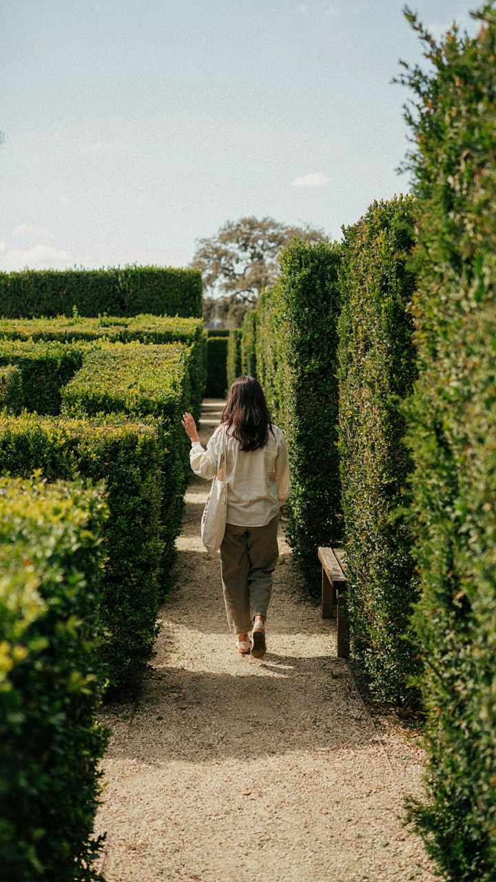 A person walks through a green hedge maze, facing many turns.