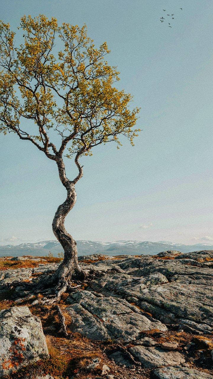 An ancient, gnarled tree grows from harsh, rocky ground in the Nordics.