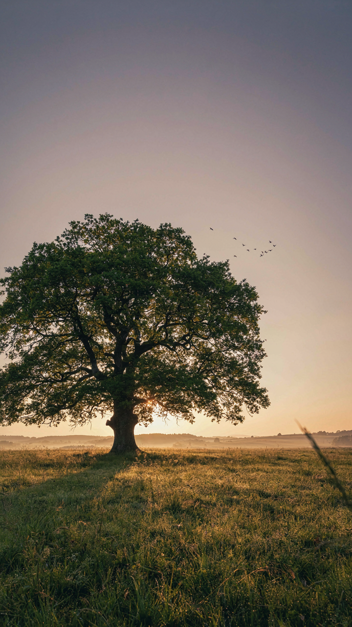 A single, majestic oak tree stands alone in a vast field at sunrise.