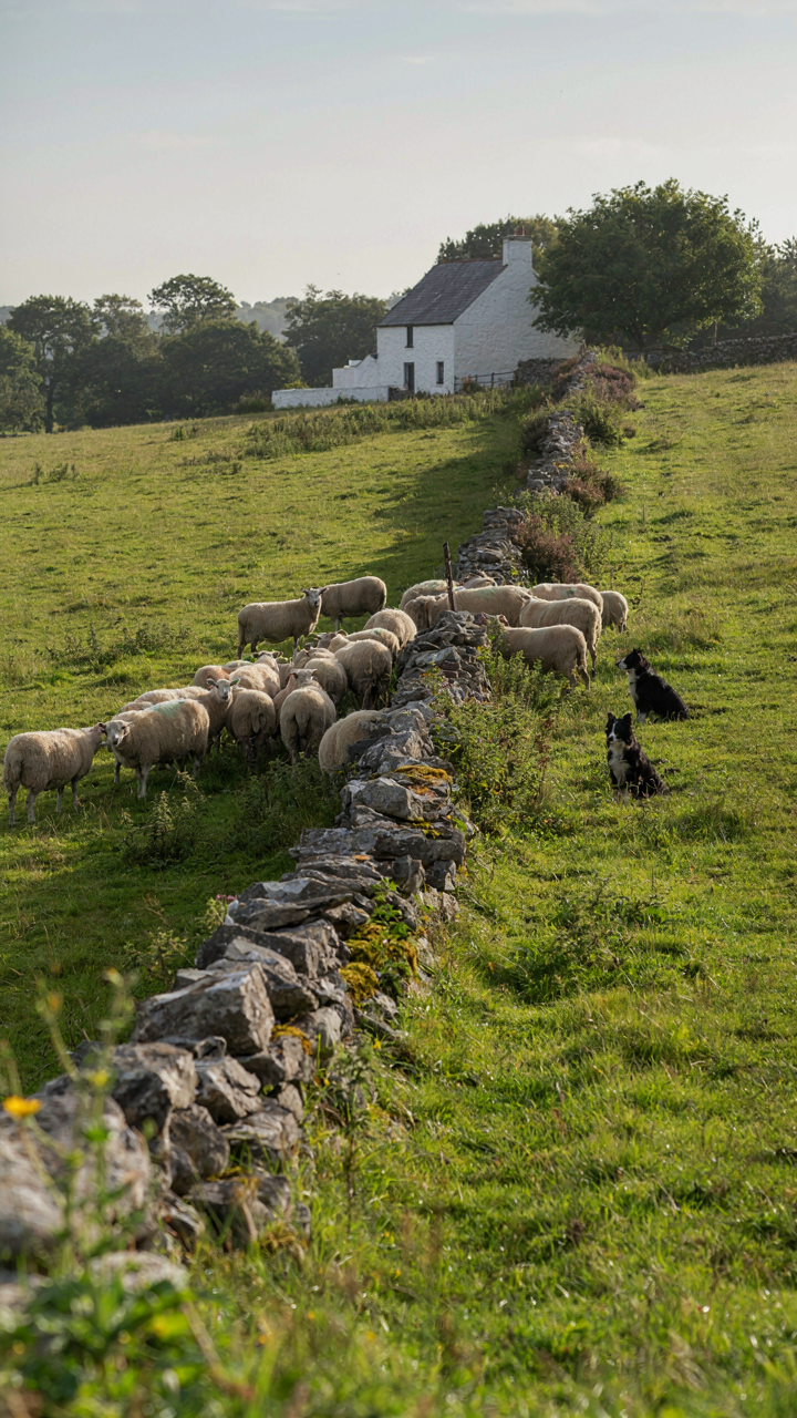 Sheep graze on a green hillside in front of a distant Welsh cottage.