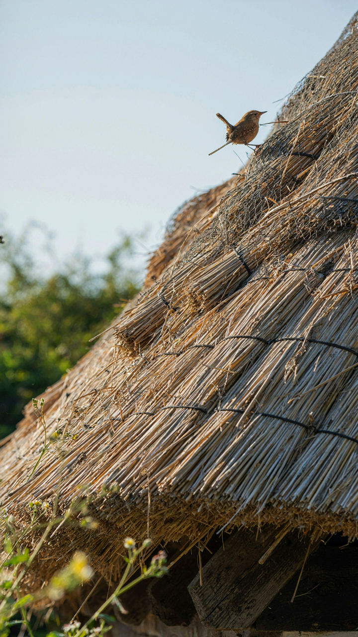 A detailed view of a thatched cottage roof with a bird perched on top.