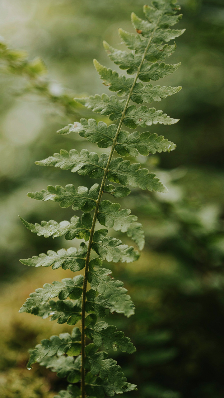 A detailed close-up of a fern frond with repeating patterns.