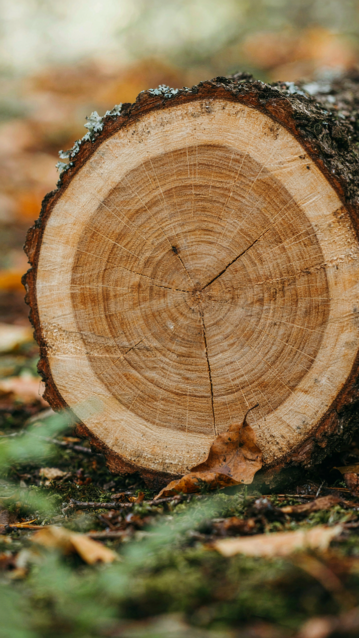 A cross-section of a large tree trunk showing its annual growth rings.