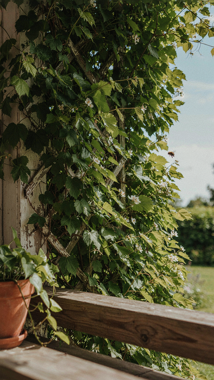 Dense climbing vines grow on a wooden trellis at the edge of a porch.