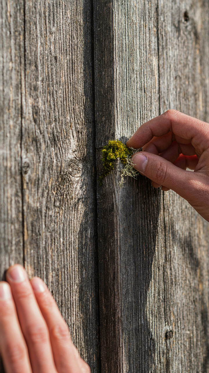 A hand inspecting moss and darkening on an untreated wooden cabin exterior.