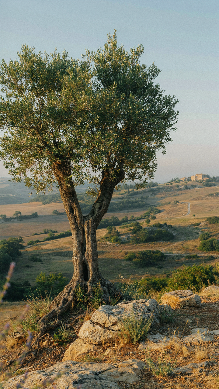 A gnarled olive tree grows from rocky soil under bright sunlight.