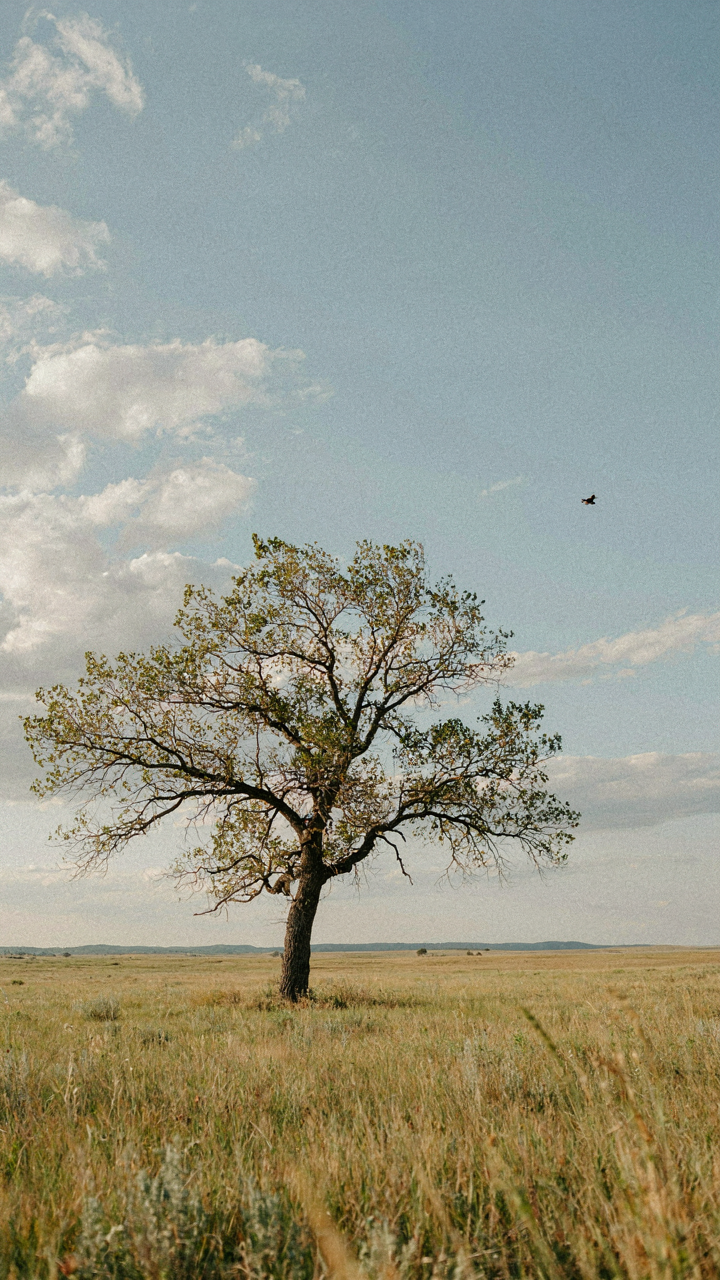 A lone tree with horizontal branches in a vast, flat prairie landscape.