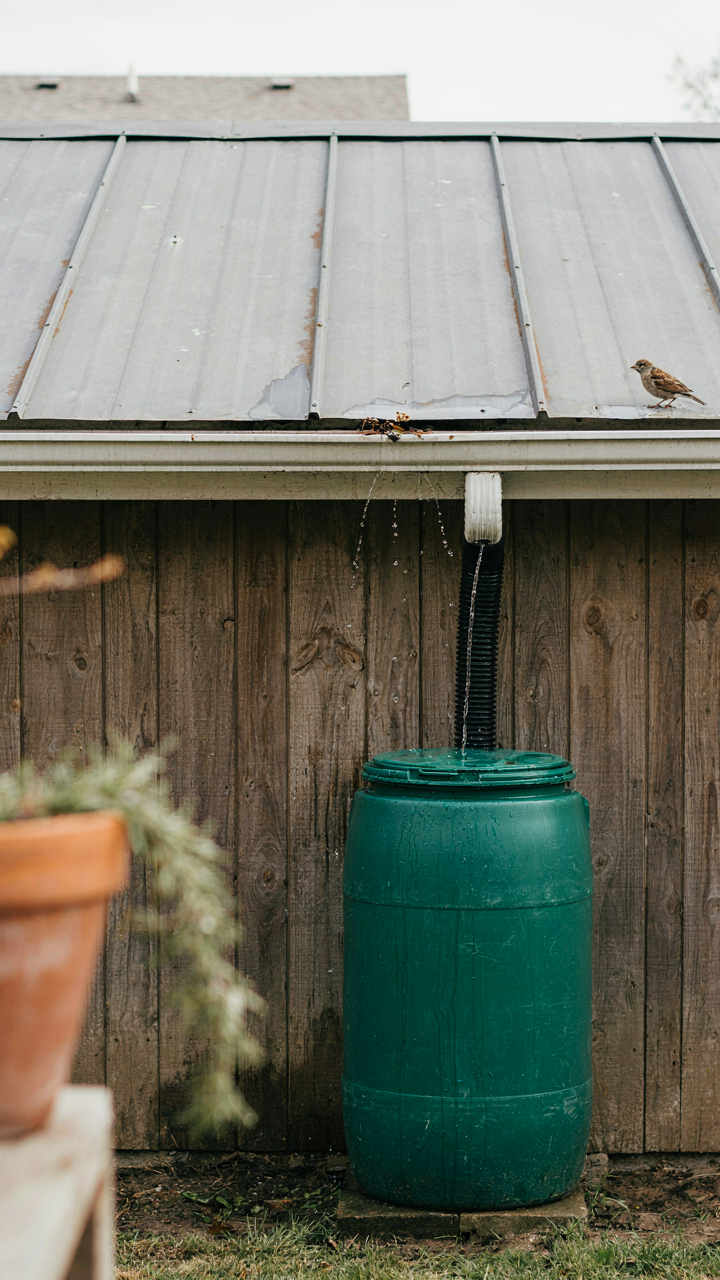 A metal garden shed roof with a gutter and downspout feeding a rain barrel.