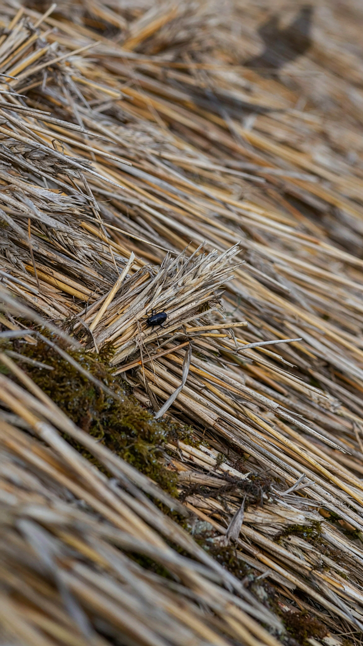 Close-up of a worn and decaying thatched roof.