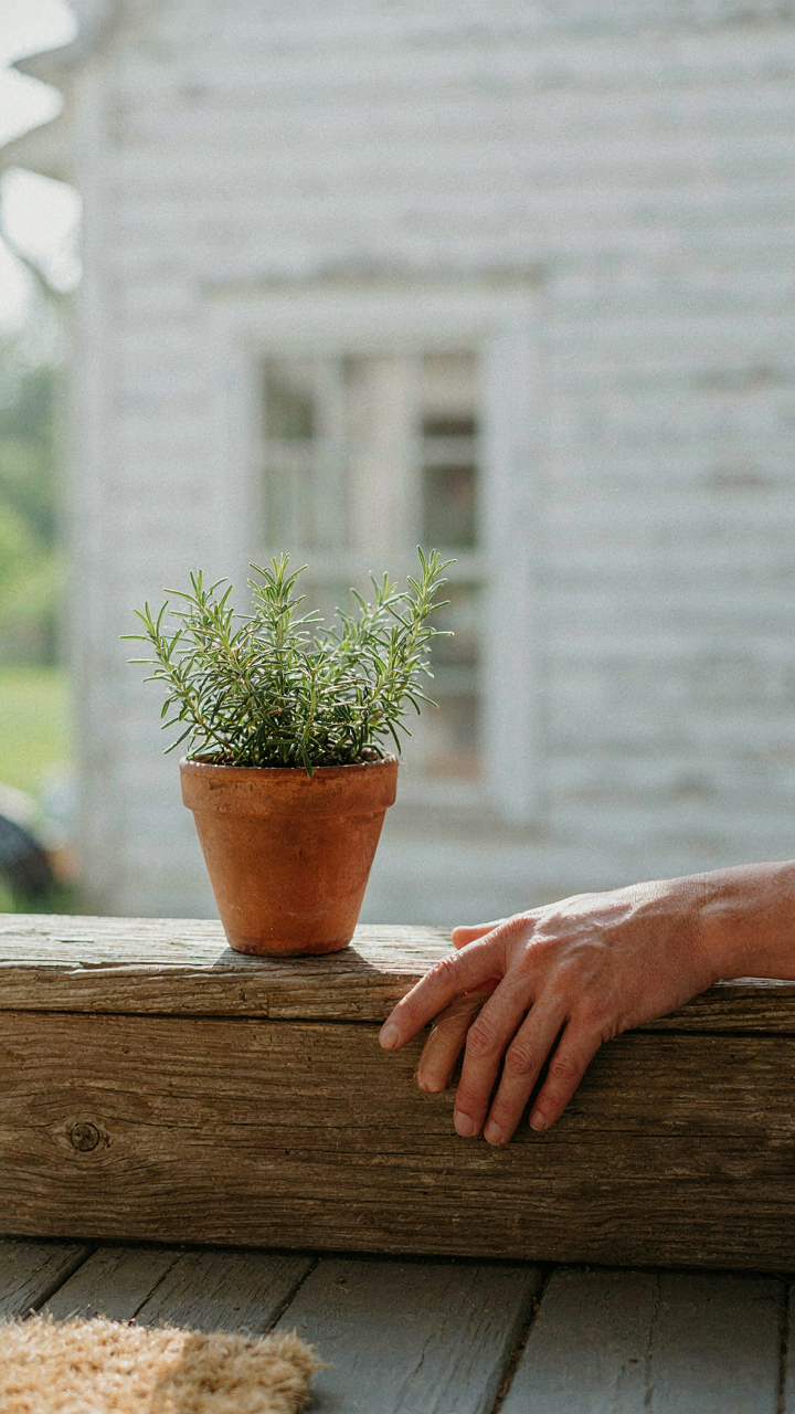 A hand touches a rough wooden railing with a rosemary plant nearby.