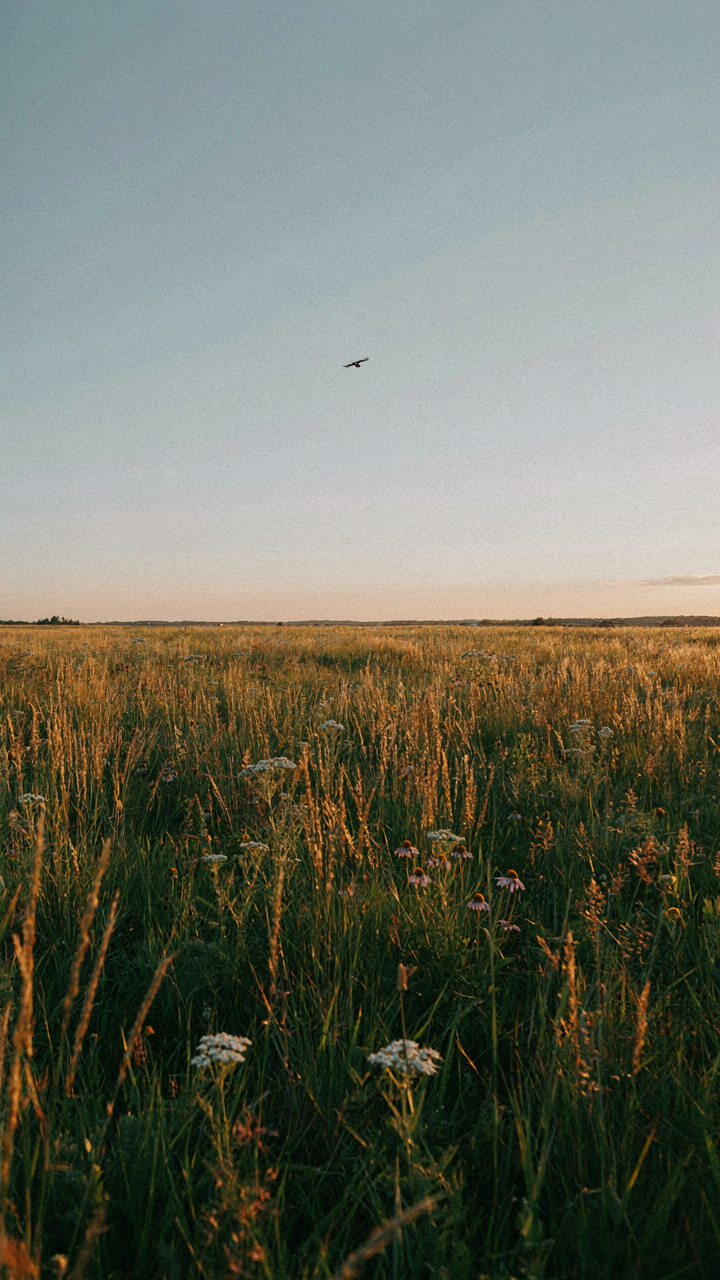 A flat prairie landscape with a distant horizon line under a wide sky.