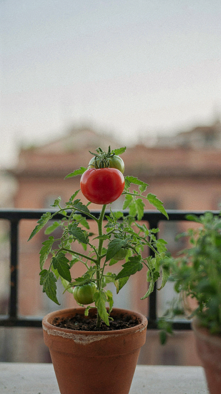 A single, ripe tomato grows efficiently in a small pot on a balcony.
